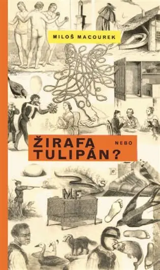 Žirafa nebo tulipán Odeslání Ihned