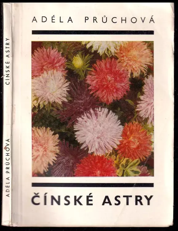 Poslední Šance Čínské astry